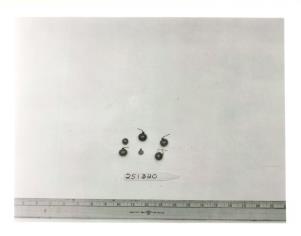 FRUIT
